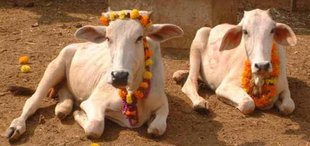 Sudhish pachauri blog, gaurakshak, cow protection