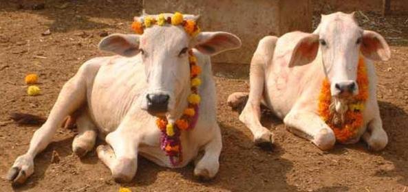 मुस्लिम संगठन ने किया गाय को राष्ट्रीय पशु घोषित करने में अपना समर्थन देने का एलान