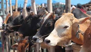 Cow slaughter, Kandhla, Mota, Muzaffarnagar, Saddam, Shenaz, Zishan Qureshi