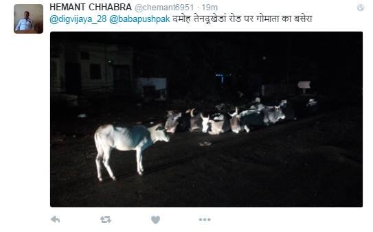 digvijay singh, cow, bjp