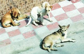 Dog, Kerela, Dog bite Victim, Kerala government, compensation, Thiruvananthapuram, compensation for dog bite victim family, dog bite victim family