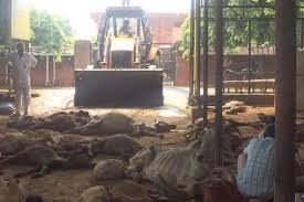 गायों की मौत से आहत तिवाड़ी मुख्यमंत्री पर बरसे