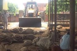 गायों की मौत से आहत तिवाड़ी मुख्यमंत्री पर बरसे