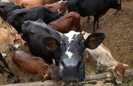 cow smuggling, cow smuggler haryana, cow smuggler dead