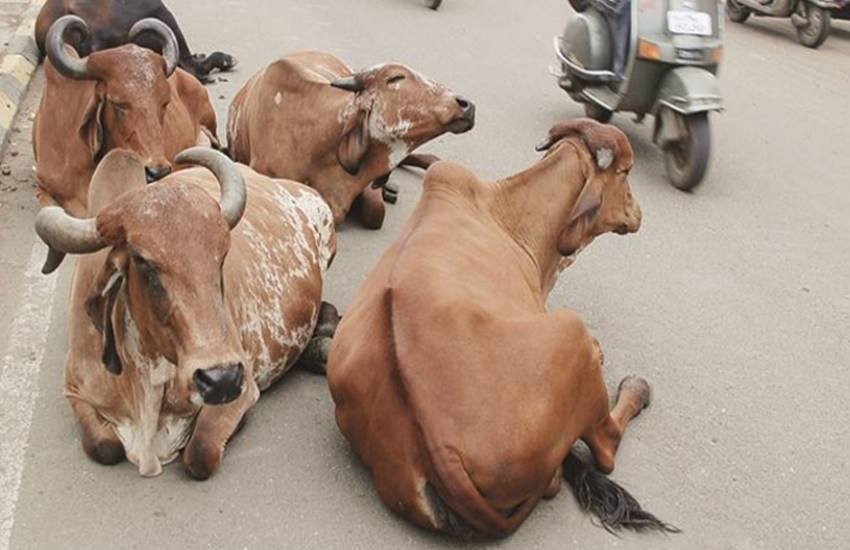 Cow protectors, gaushalas, Punjab Cow protectors, gaushalas, Punjab
