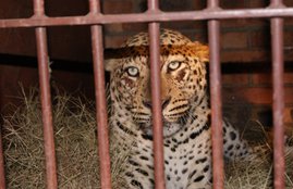 maharashtra, pune, junnar, leopard, leopard rescue, pune news, maharashtra news