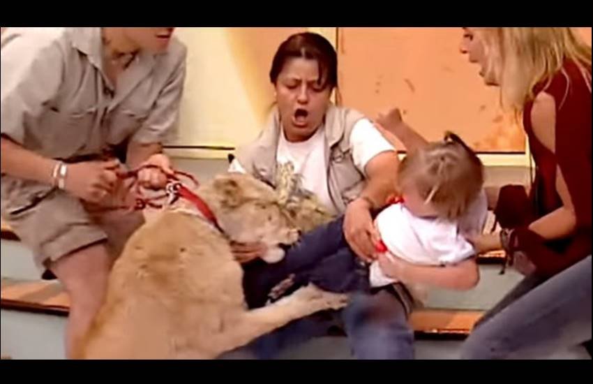 lion attack, lion attack Video, lion attack News, lion attack on Girl, lion attack on girl Video, lion attack On Live Tv, lion attack live, liveleak lion attack, lion attacks child, HORRIFIC video clip, HORRIFIC video Footage, lion attacks child on live tv,