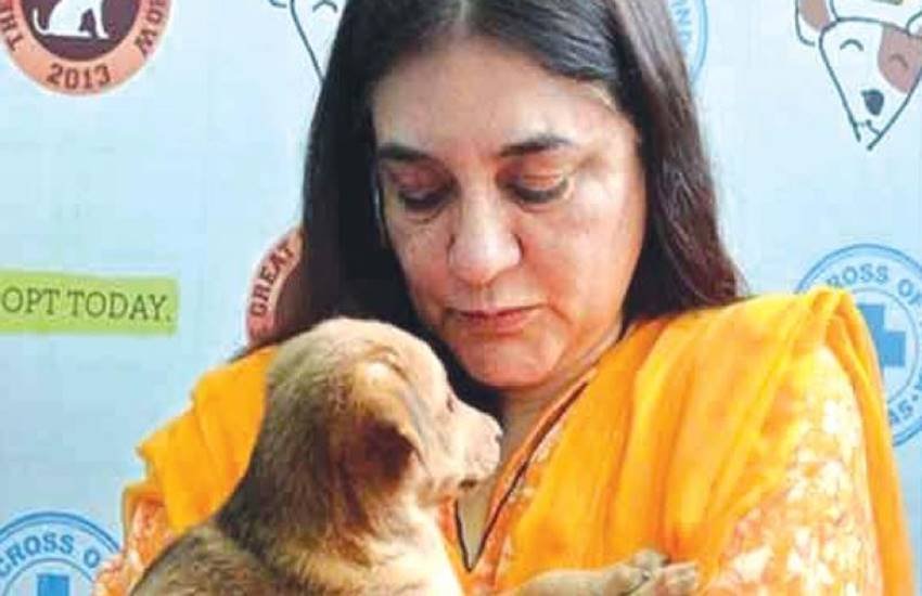 केंद्रीय मंत्री मेनका गांधी