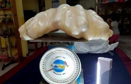 Giant pearl, World Largest Pearl, Giant pearl found,