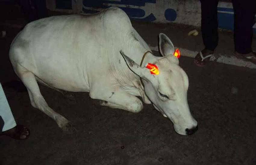 indian cows, glow in the dark , indian cattle, cows, glow in the dark horns, weird news, cow news, cow vigilants, mp news, madhya pradesh news