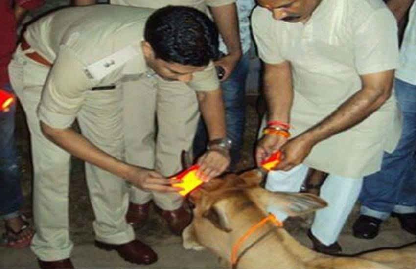 indian cows, glow in the dark , indian cattle, cows, glow in the dark horns, weird news, cow news, cow vigilants, mp news, madhya pradesh news