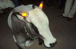 indian cows, glow in the dark , indian cattle, cows, glow in the dark horns, weird news, cow news, cow vigilants, mp news, madhya pradesh news