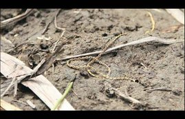 Bulandshahr gangrape, Bulandshahr gangrape case, Bulandshahr rape, Bulandshahr News, Bulandshahr latest news