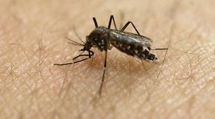 zika florida