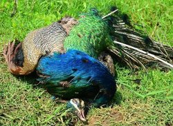 बाल कहानी- पंख