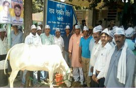 Cow, Cow Vigilants, Gau Raksha, Rao Narbir Singh, Aam Aadmi Party, anti-communal, farmhouse, stray cow, Rajpal Bhadana, RS Rathee, India News, Jansatta