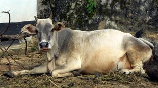 gau rakshaks, eid, delhi