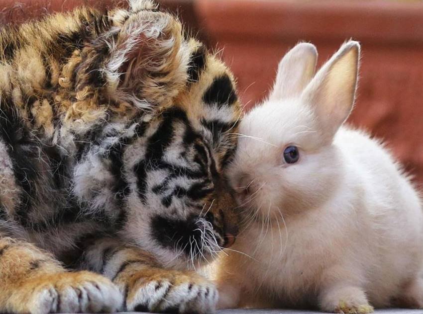Lion and Tiger, Lion and Tiger Friendship, Lion and Tiger Child, adorable pictures, Japanese safari park, African Safari