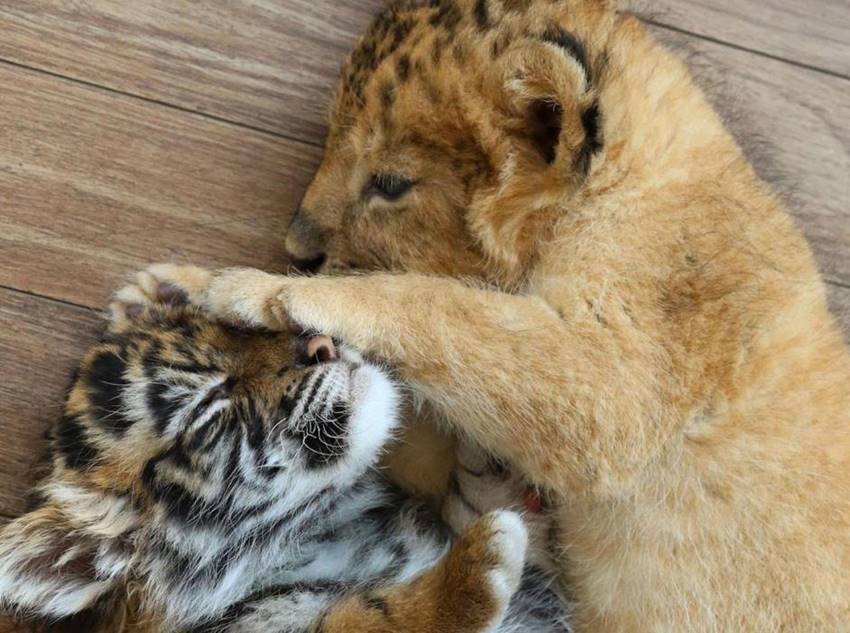Lion and Tiger, Lion and Tiger Friendship, Lion and Tiger Child, adorable pictures, Japanese safari park, African Safari