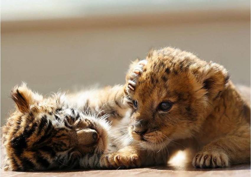 Lion and Tiger, Lion and Tiger Friendship, Lion and Tiger Child, adorable pictures, Japanese safari park, African Safari
