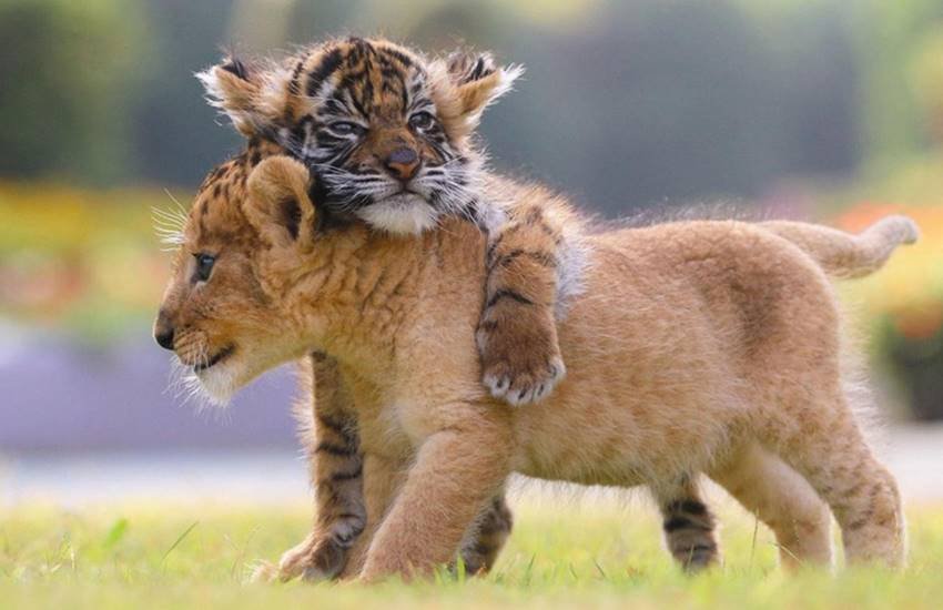 Lion and Tiger, Lion and Tiger Friendship, Lion and Tiger Child, adorable pictures, Japanese safari park, African Safari