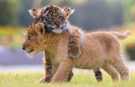 Lion and Tiger, Lion and Tiger Friendship, Lion and Tiger Child, adorable pictures, Japanese safari park, African Safari