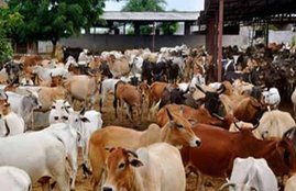 RSS, RSS Mouthpiece, Panchjanya, Hingonia Cowshed Jaipur, Vasundhara Raje, Rajasthan BJP Government, Article in Panchjanya Slams Rajasthan BJP Government, RSS Volunteers
