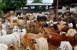 हिंगोनिया गौशाला में गायों की मौत पर RSS के मुखपत्र ‘पांचजन्य’ में राज्य BJP सरकार की आलोचना