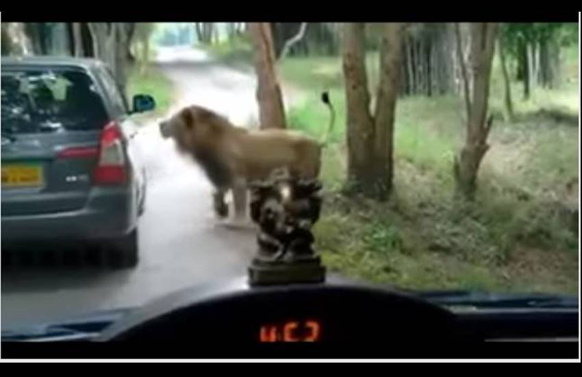 बेंगलुरु के बन्नेरघटा नेशनल पार्क में कार को रोककर तीन शेरों ने हमला कर दिया। (Photo: Youtube)