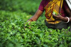 सरकार अगर कहे तो हम पाकिस्तान के साथ निलंबित कर देंगे चाय़ व्यापार: टी एसोसिएशन
