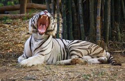 मध्य प्रदेश: पिछले दस महीनों में 23 बाघों की मौत