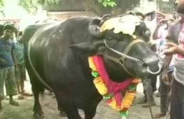 Eid, Bahubali, Animal sacrifice, Ludhiana, Eid-ul-Adha, bahubali buffalo, 1500 KG buffalo