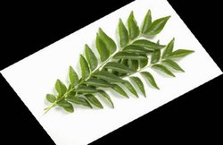 ये हैं करी पत्ते के चौंकाने वाले फायदे