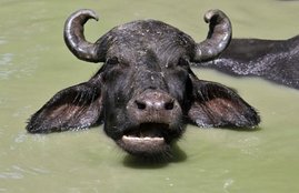 buffalo