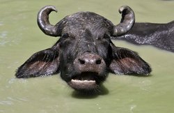 भैंस ने की पुलिस वालों की मदद, पकड़वाया चोरों का सामान