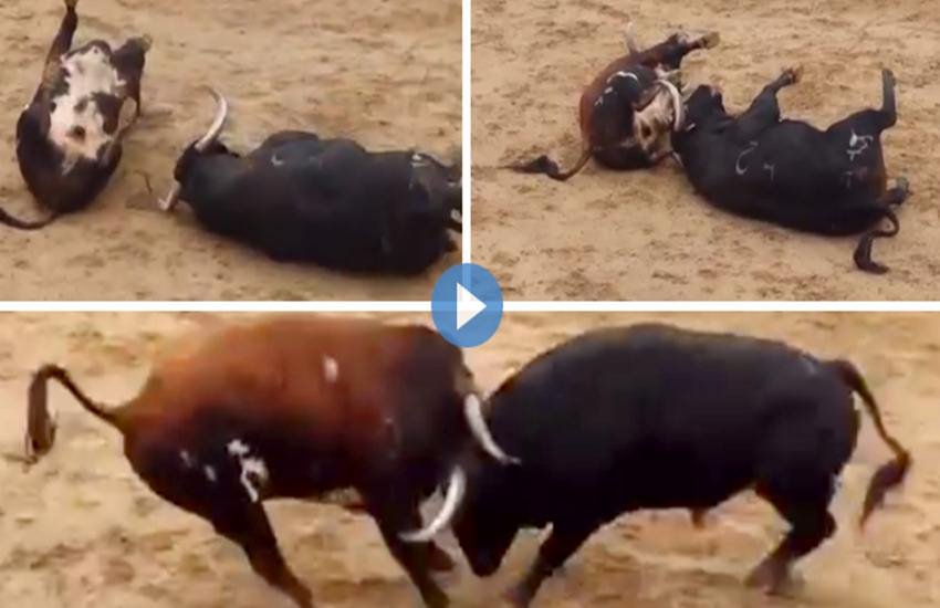 Spain, Animals, Bullfighting, death