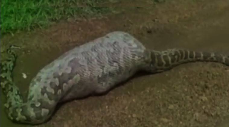 Python, blue bull, nilgai, python swallowed nilgai, python dies in junagadh