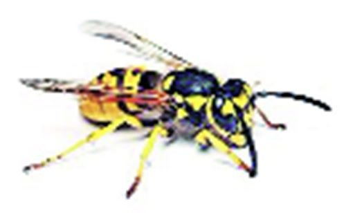 प्रतिकात्मक चित्र। प्रतिकात्मक चित्र।