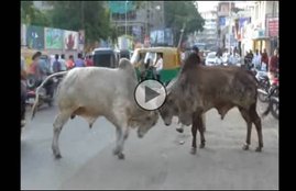 Gujrat, Stray Cattle, Stray Cattle Fight, Cattle Fight Video, man Dies in Cattle Fight, Jansatta