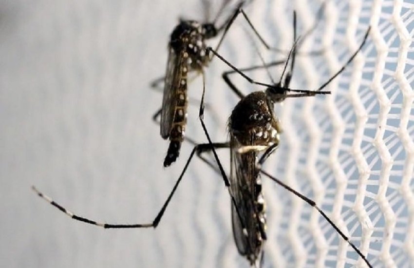 Symptoms of Chikungunya, Diagnosis of Chikungunya,Treatment of Chikungunya, Chikungunya, How to, know about Chikungunya, doctor, health tips, precautions for chikungunya, Health news