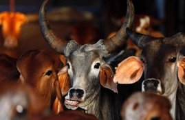 Cow, Cow slaughter, INDIA