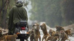IIT में मुंबई में बंदरों का आतंक से जूझ रहे छात्र, कभी-कभार आ जाते हैं तेंदुएं