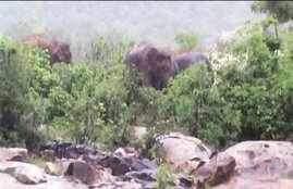 elephants, elephant calf, elephant calf stuck, Baitarani river, Keonjhar, Keonjhar flood, odisha floods, odisha elephants, odisha wild animals, india news