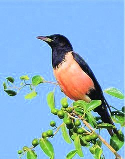 गीत: मीठी बातें