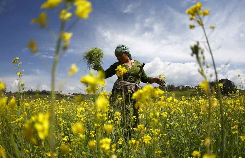 GM Mustard, Farmers GM Mustard, Farmers Movement, GM Mustard News, GM Mustard India, GM Food Crop GM Mustard, Farmers GM Mustard, Farmers Movement, GM Mustard News, GM Mustard India, GM Food Crop