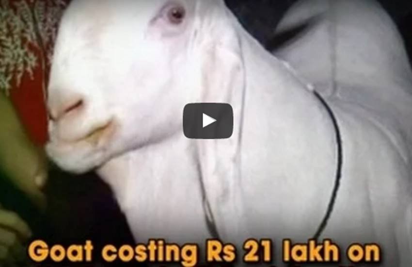 ईद के मौके पर बलि चढ़ेगा 21 लाख का बकरा