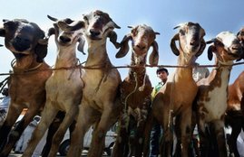 goats, bakra eid