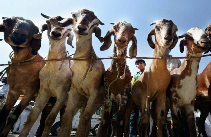 goats, bakra eid