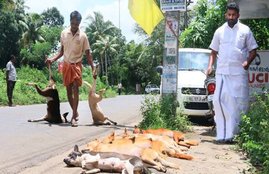 Kerala, politicians beat stray dogs to death, Kottayam, Maneka Gandhi, Saji Manjakadambil, dangerous dogs, cruelty, Congress Youth Front (Mani), Kerala congress (m)