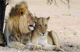 lions, wedding, 400 guests, bangladesh, zoo, royal wedding